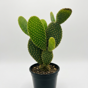 Bunny Ear Cactus plant in pot, small indoor succulent with soft spines