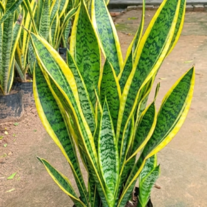Snake plants (sansevieria)