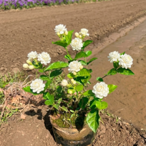 Arabian jasmine mogra plant with white fragrant flowers in garden pot