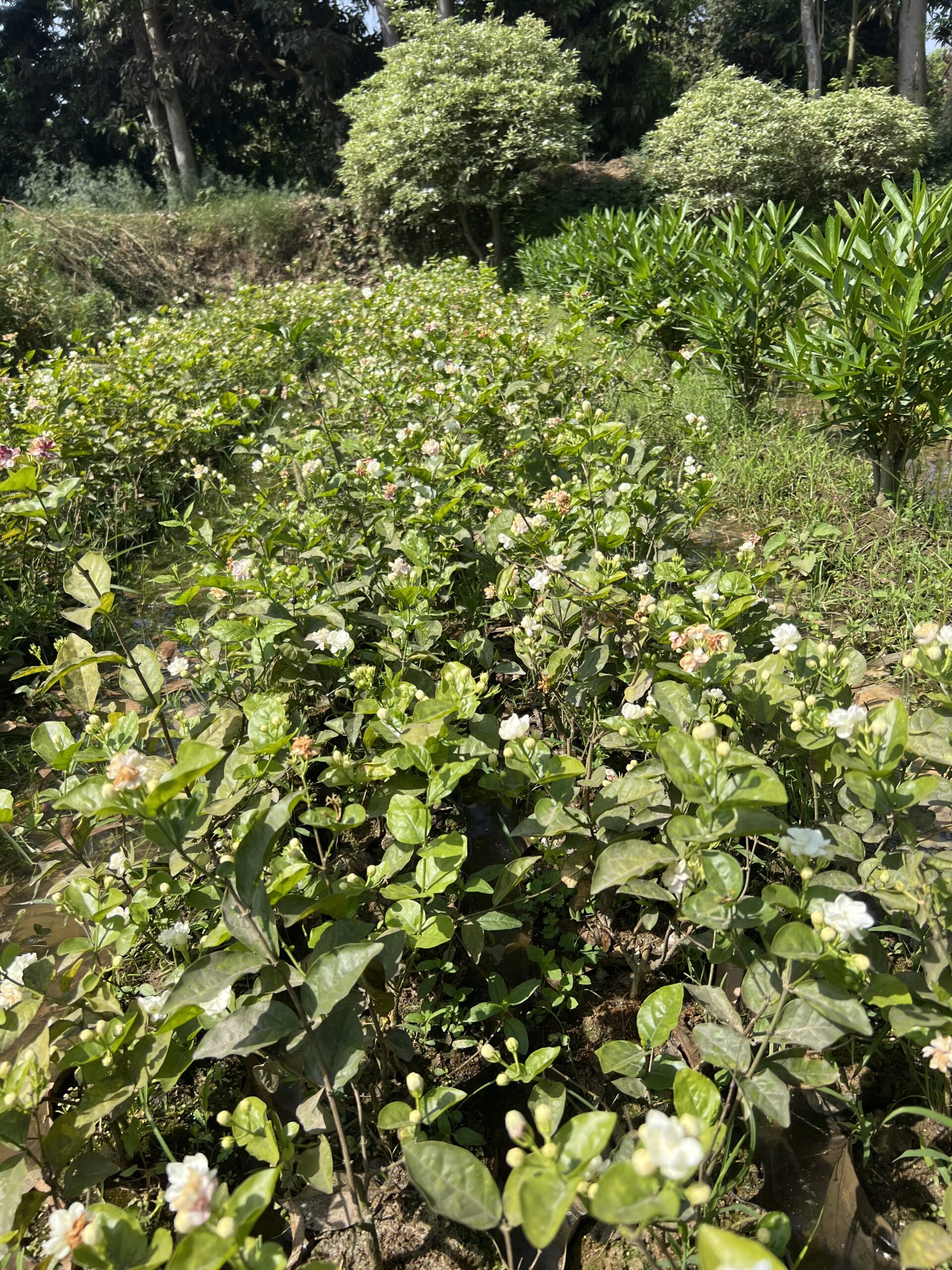Arabian jasmine mogra plant with white flowers