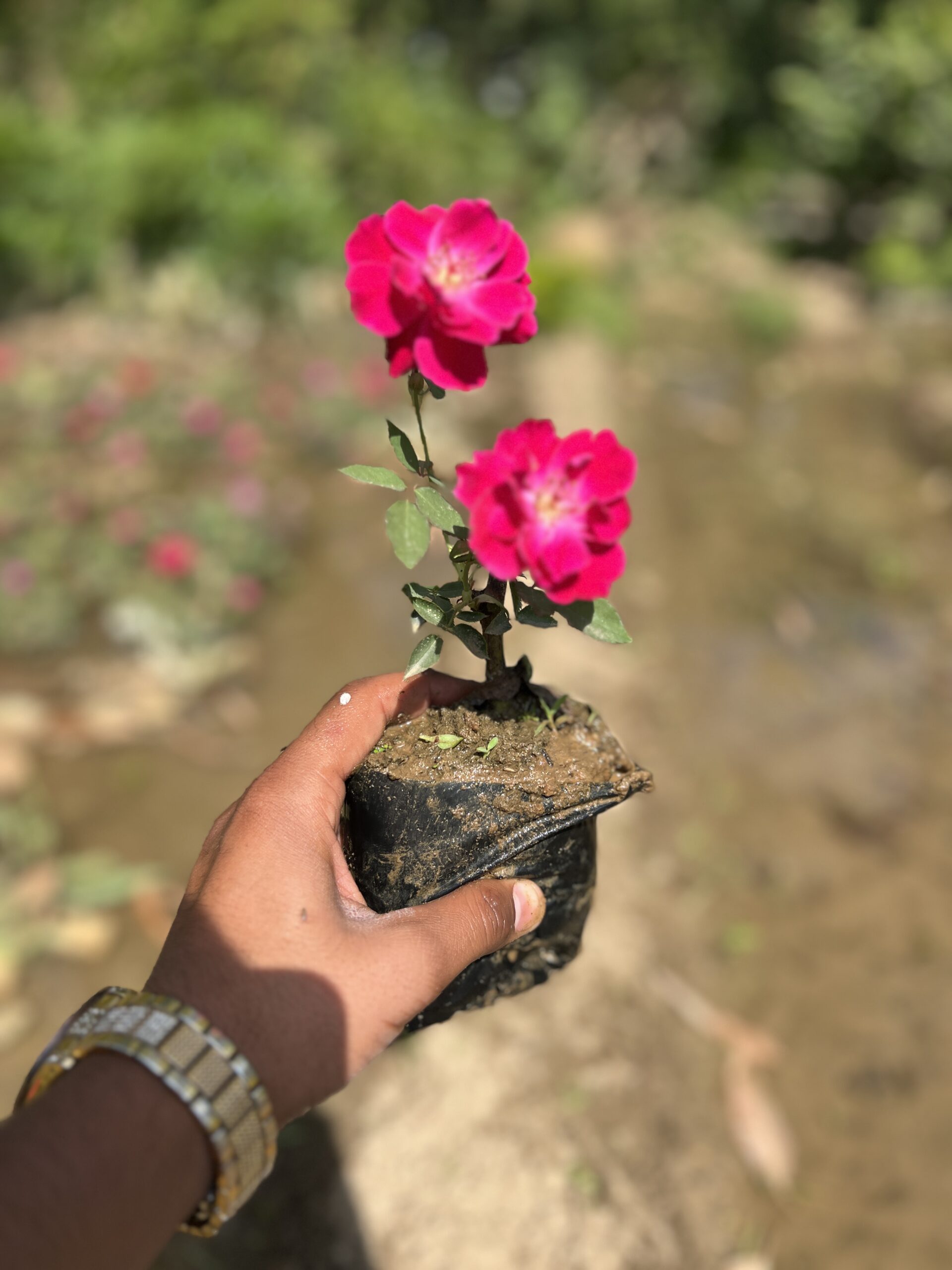 Rose Plant Close Up