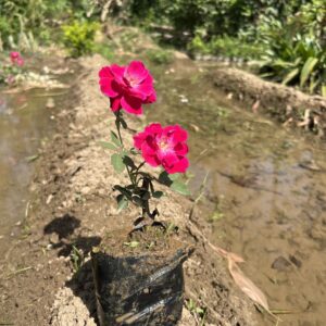 Red Rose Plant in Pot