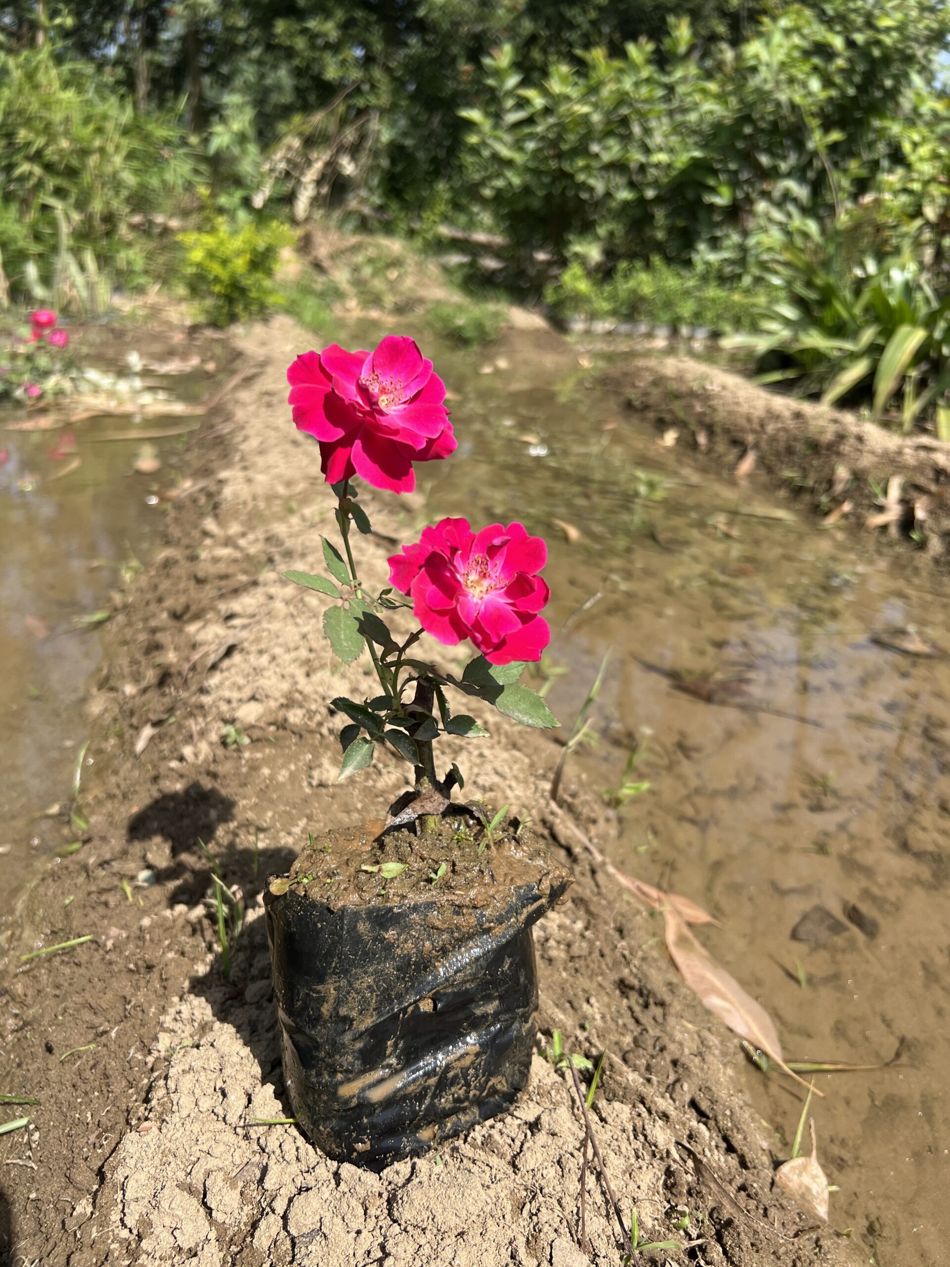 Red Rose Plant in Pot