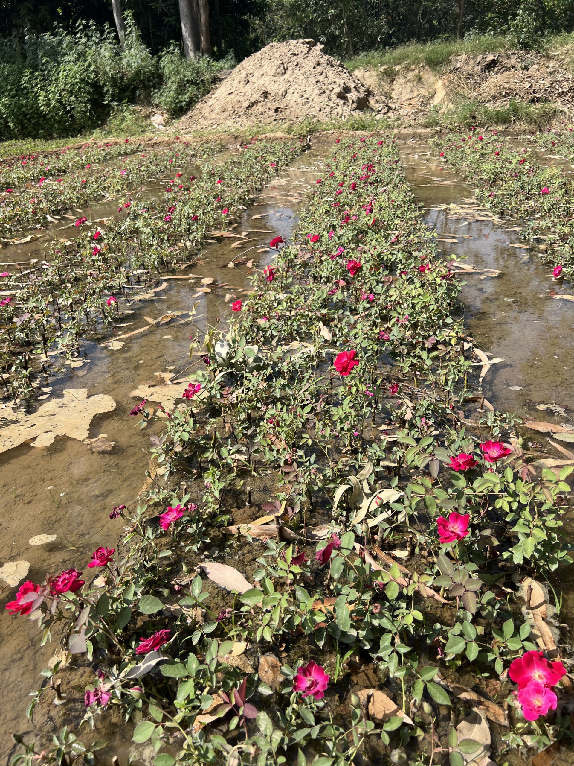 Rose Plant Full View