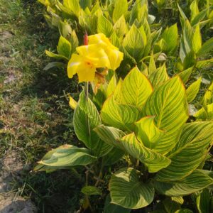 Canna Lily Pretoria flowering plant with green striped leaves