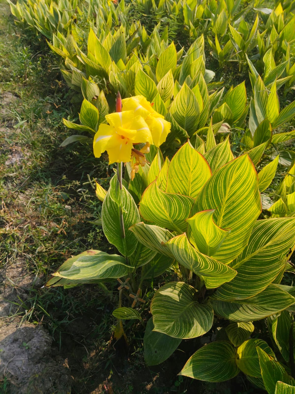 Canna Lily Pretoria flowering plant with green striped leaves