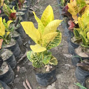Yellow and green croton plant in a black nursery grow bag with colourful leaves.