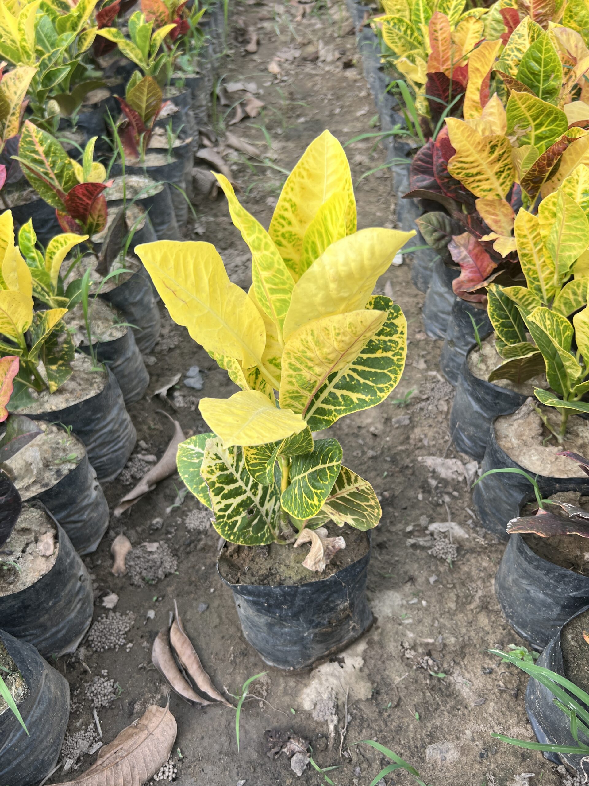 Yellow and green croton plant in a black nursery grow bag with colourful leaves.