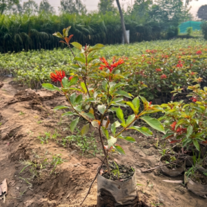 Live Hamelia Patens Firecracker Bush plant with red flowers in a nursery bag.