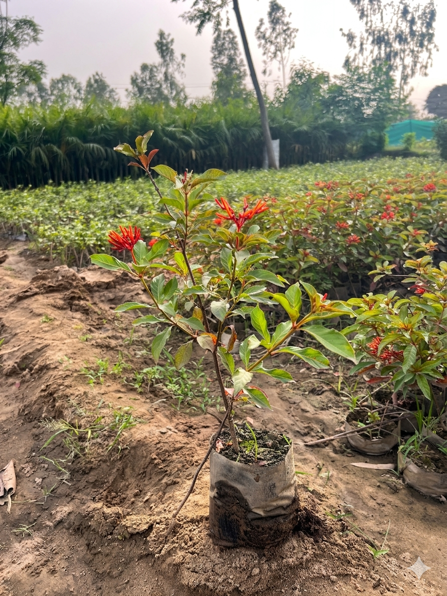 Live Hamelia Patens Firecracker Bush plant with red flowers in a nursery bag.