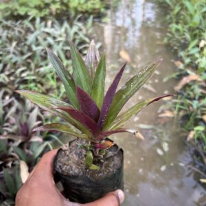 Rhoeo plant