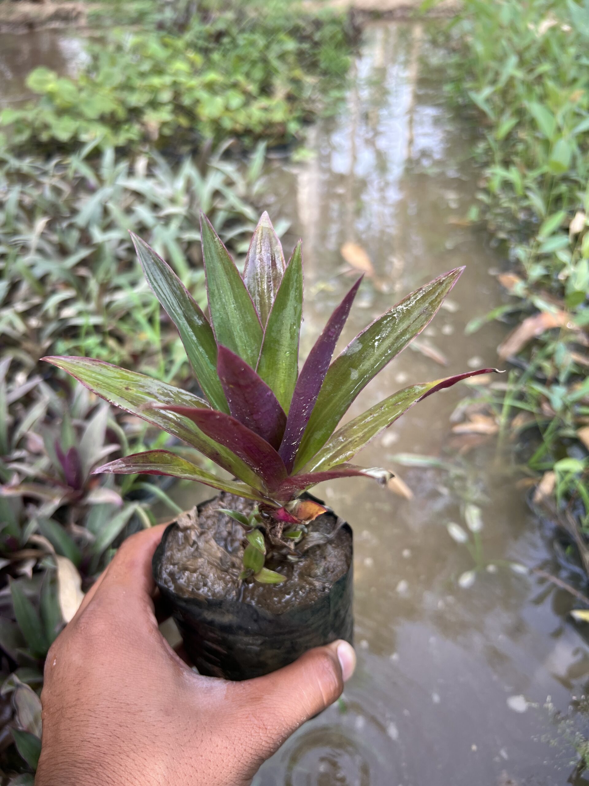 Rhoeo plant