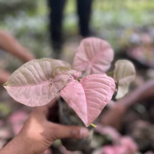 Pink Syngonium Plant in a black nursery bag