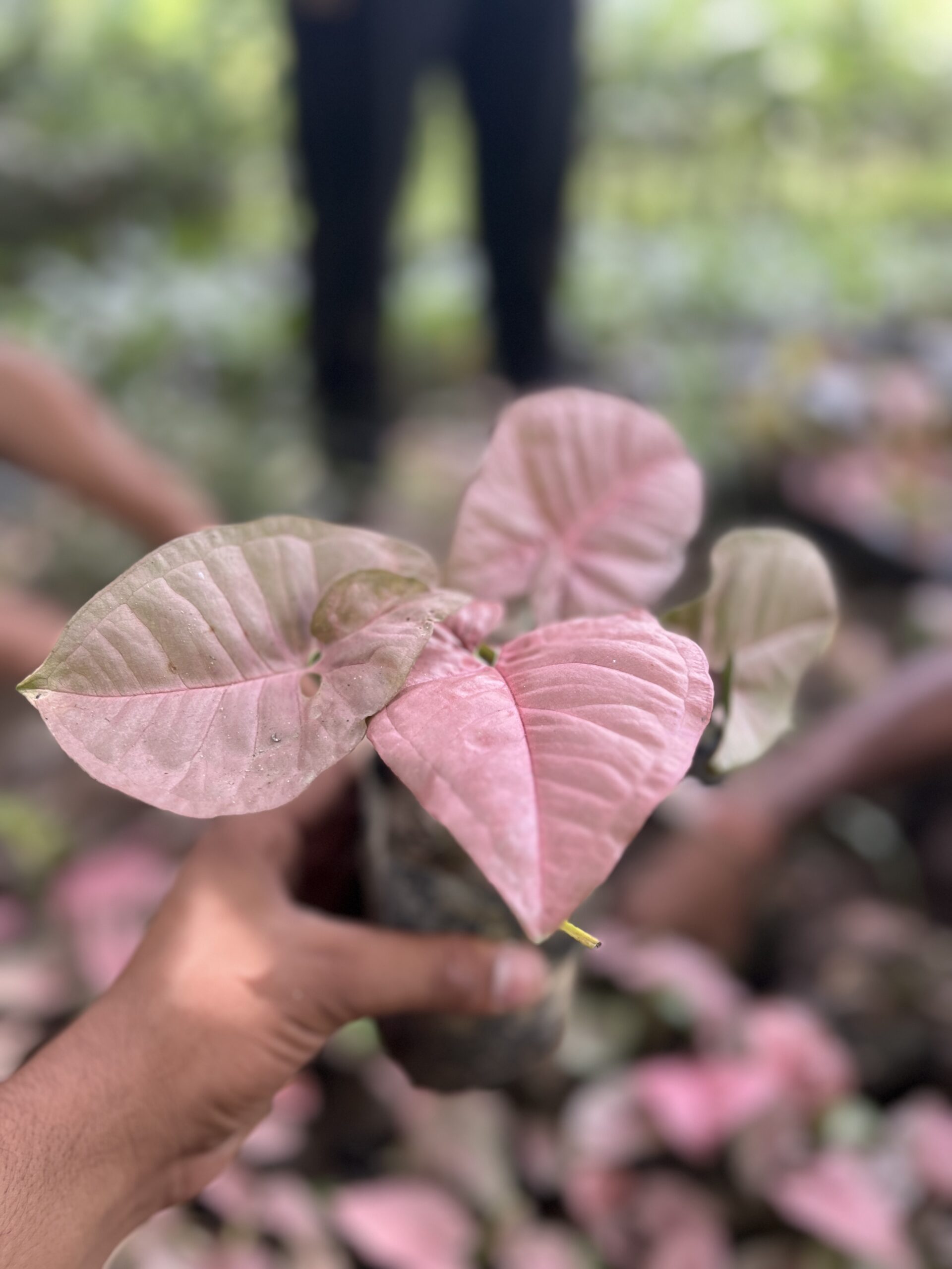 Pink Syngonium Plant in a black nursery bag