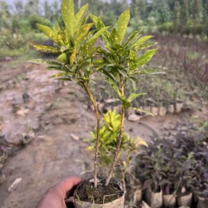 Golden Croton Gold Dust live plant in a grower bag